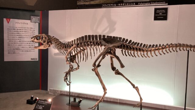 福井県立恐竜博物館の特別展