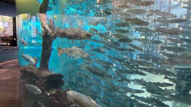 山梨県立富士湧水の里水族館の二重回遊水槽
