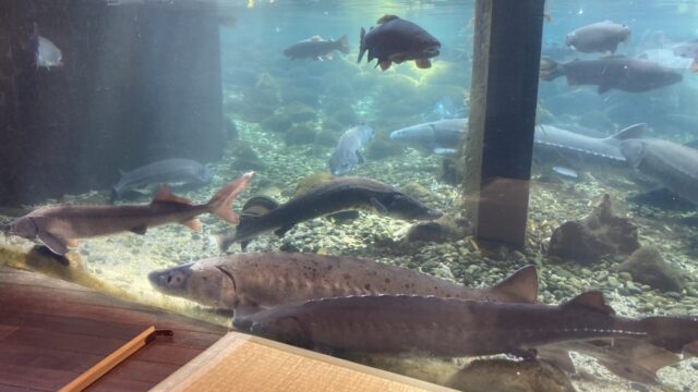 山梨県立富士湧水の里水族館の横見水槽