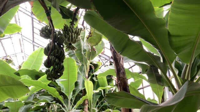 熱川バナナワニ園のバナナ温室