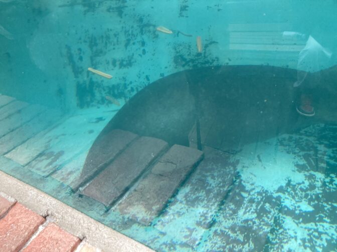 熱川バナナワニ園のアマゾンマナティー