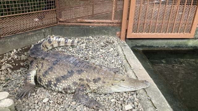 熱川バナナワニ園のワニ